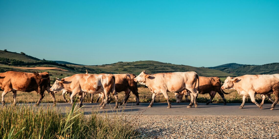For any beef producer hoping to improve their herd genetically and maintain profitability, choosing the appropriate heifers is essential. Photo: Supplied/Food For Mzansi