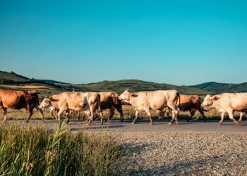 Selecting beef heifers for sustainable herd profitability