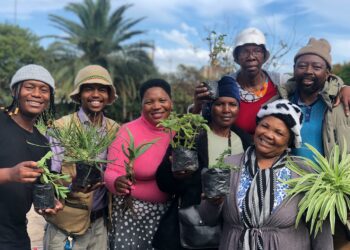 In pictures: Indigenous medicinal plants take root in CT townships