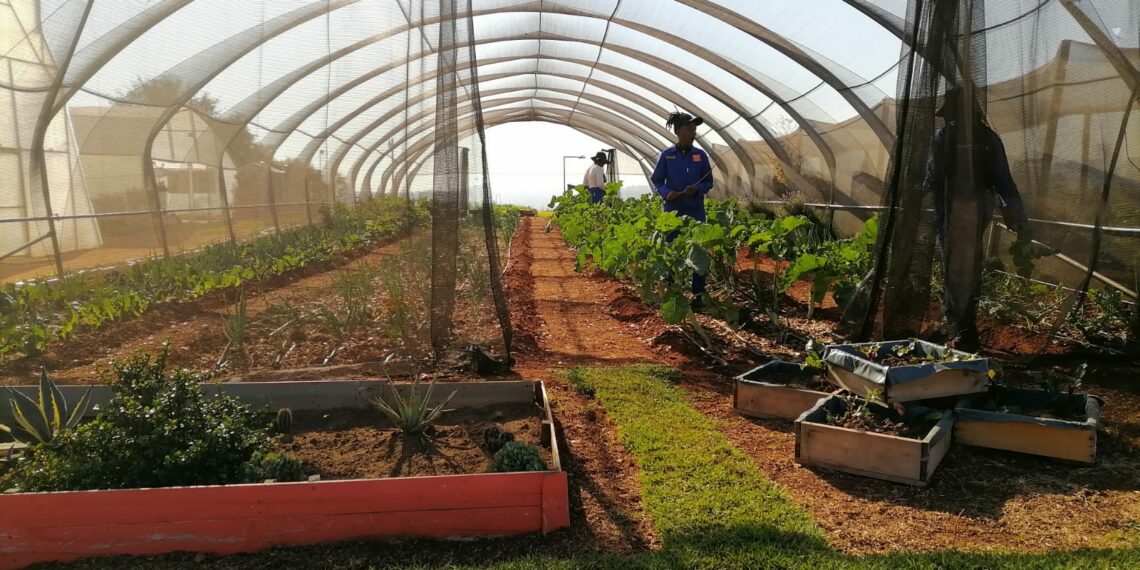 A glimpse inside the Centre for Ecological Intelligence's greenhouse, where students and community members engage in sustainable farming practices. Photo: Sinenhlanhla Mncwango/Food For Mzansi