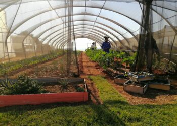 Sustainable farming hub at UJ pioneering urban agriculture