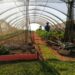 Sustainable farming hub at UJ pioneering urban agriculture