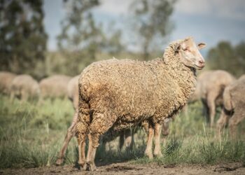 Ask Afrivet: How to navigate tick management in livestock