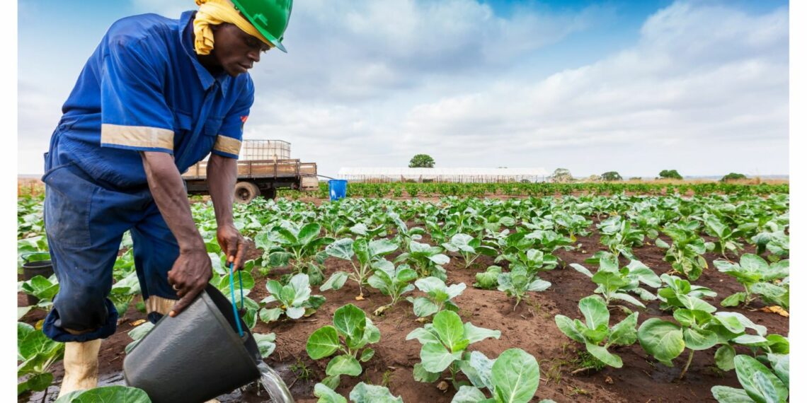 Agri SA and AgriSETA have partnered to empower rural communities through strategic partnerships, skills development, and innovative projects. Photo: Supplied/Food For Mzansi