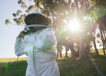 Bee inspired: Answering the call of the hive