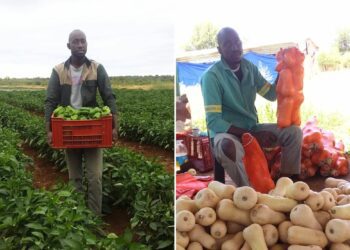 Butternut boss turns family farm into profitable enterprise