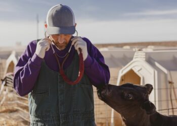 South Africa faces a critical shortage of veterinarians, essential for animal health, food safety, and zoonotic disease control. Boehringer Ingelheim is working to support existing vets and raise awareness of the profession’s vital role. Photo: Supplied/Food For Mzansi