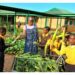 EduPlant sprouts hope in schools with food gardens