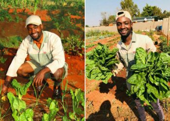 Peter’s projects fight hunger with food gardens in Limpopo