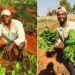 Peter’s projects fight hunger with food gardens in Limpopo