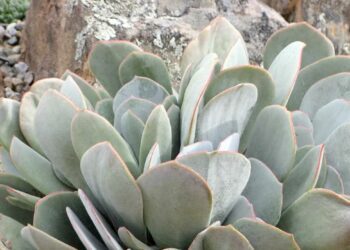 Iphewula: How to grow and harness the healing power of pig’s ear