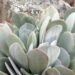 Iphewula: How to grow and harness the healing power of pig’s ear