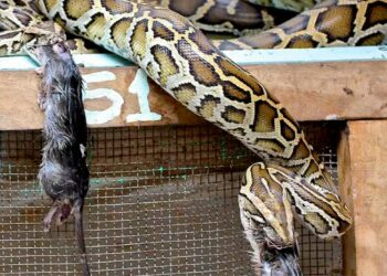 Snakes on a plate? Explore snake farming from food to antivenom