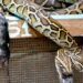 Snakes on a plate? Explore snake farming from food to antivenom