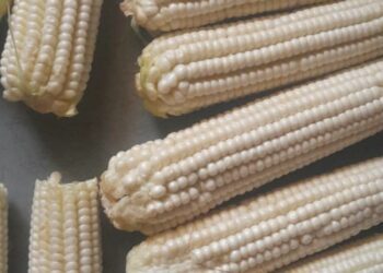 Harvest hell: Late, foreign maize seedlings devastate NC farmers