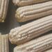 Harvest hell: Late, foreign maize seedlings devastate NC farmers