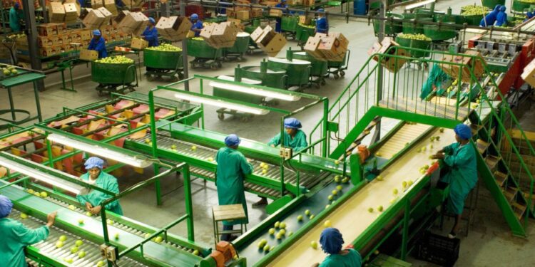 Beyond the farm: Seize untapped potential in agro-processing - Food For ...