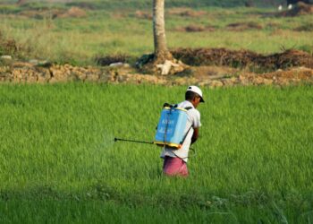 When pests fight back: Pesticide resistance threatens crops