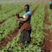 Nutrition education is key to building healthier rural communities