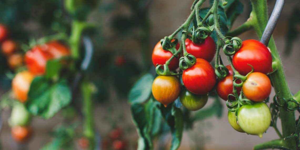 Tomato prices have seen a 9% increase in 2024 and this all because of either too weather or too dry weather conditions. Photo:Supplied/Unsplash