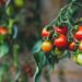 Consumers struggle as erratic weather drives up tomato prices