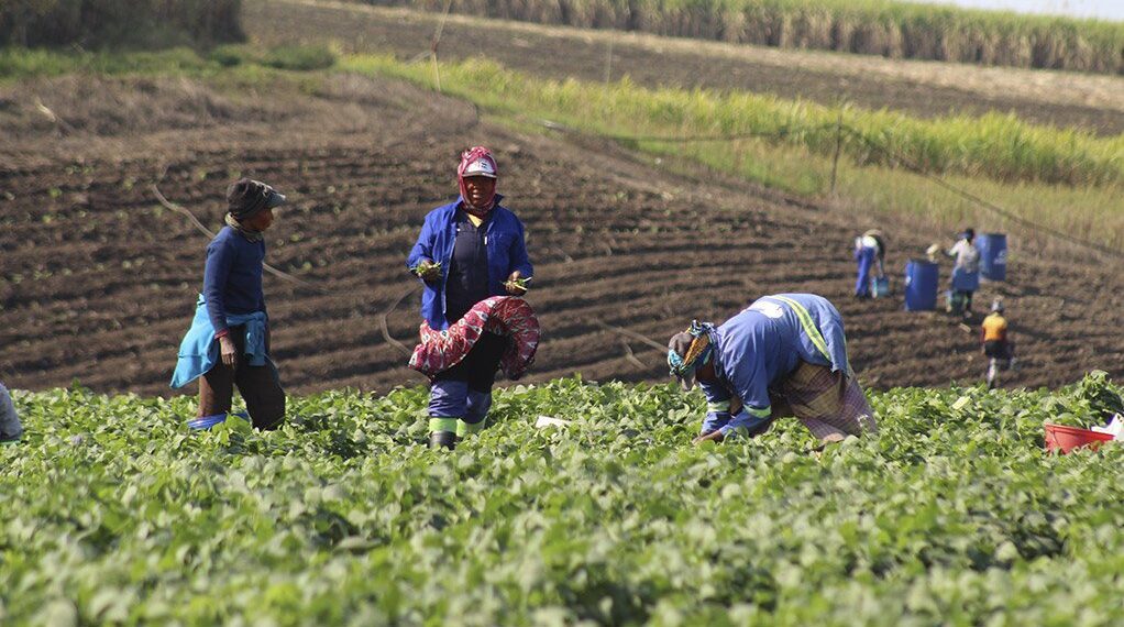 Many communal rangelands are overgrazed, leading to feed shortages, especially in areas like Msinga and Jozini. Photo: Supplied/Food For Mzansi