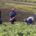 Rangeland scarcity, animal diseases hit communal farmers hard