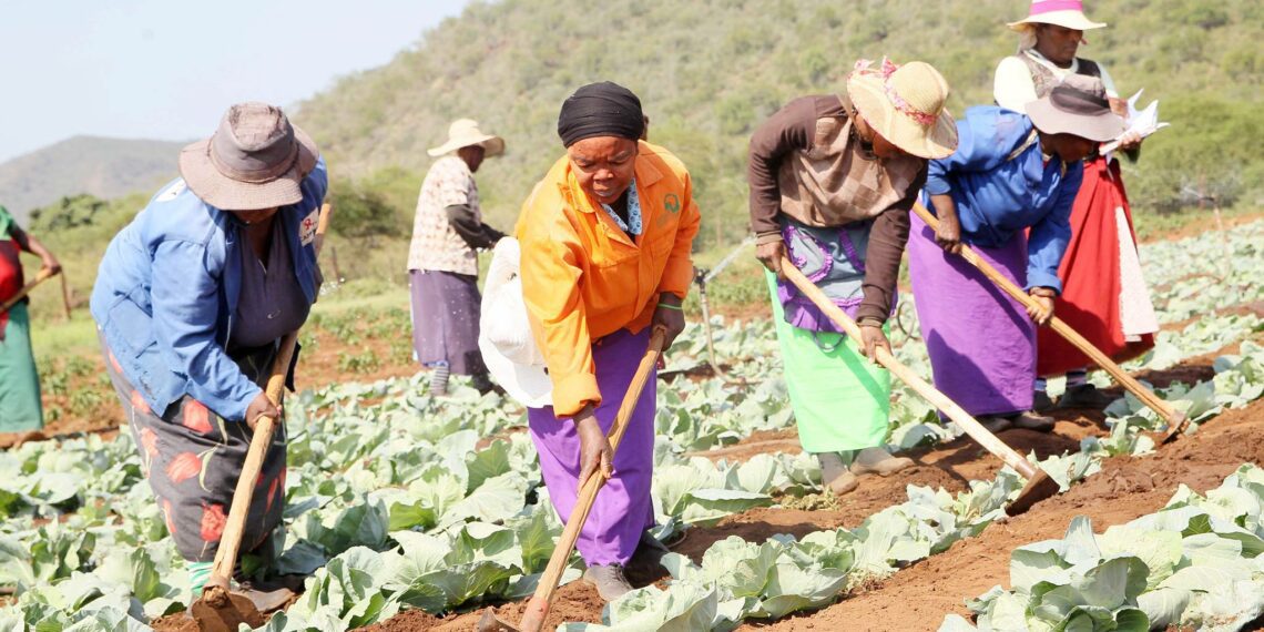 Apply to the Metropolitan Collective Shapers and make your farming dreams come true. Photo: Supplied/Food For Mzansi