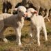 Wool exports rebound amid industry transformation