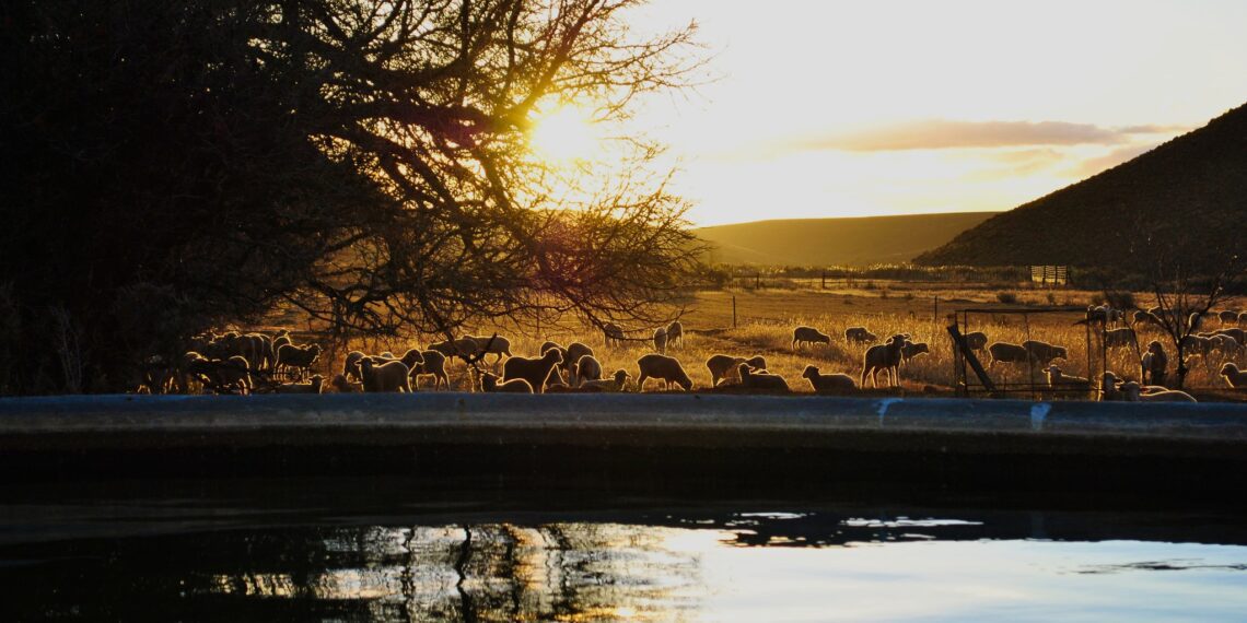 Over 2 billion hectares of land are degraded, affecting more than 3 billion people. Learn ways you can help restore ecosystems and fight climate change. Photo: Supplied/Food For Mzansi