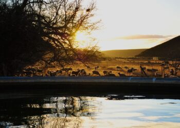 Seven ways to restore degraded agricultural land