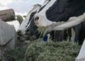 Ask Afrivet: Bird flu in dairy cows; should we be concerned?