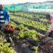 Bokamoso Ba Rona transforms mining lands for farming