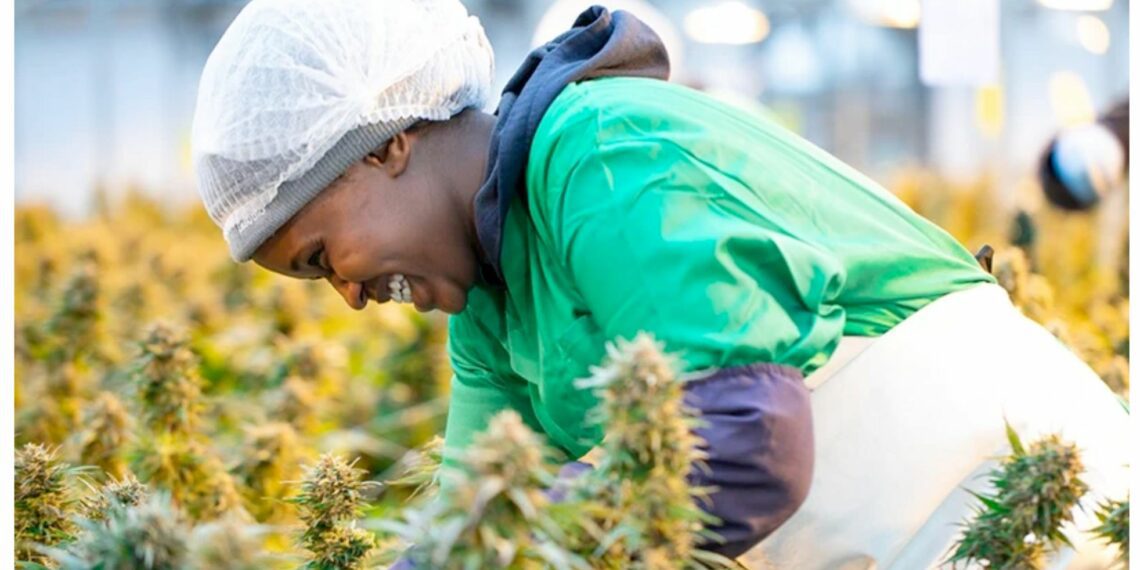 Farmers in South Africa are preparing for a new era as the Cannabis for Private Purposes Act allows for private cultivation and use, signalling a major shift in the industry. Supplied/Food For Mzansi