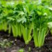 Celery success: Planting tips for year-round enjoyment