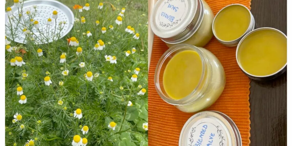 Chamomile is known for its calming and soothing properties, making it popular in skincare and aromatherapy. Photo: Supplied/Bakhusele Mathupha