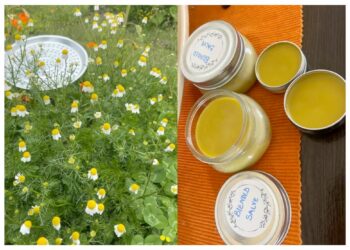 Chamomile: Tiny titan with mighty health benefits