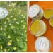 Chamomile: Tiny titan with mighty health benefits