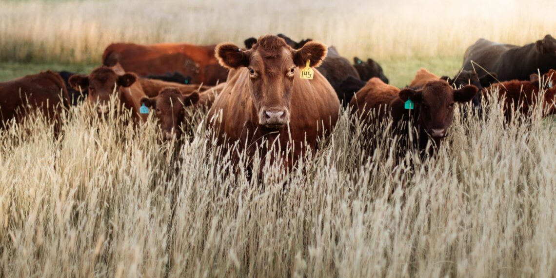 Farmers are urged to limit animal movement and enforce strict biosecurity measures to curb the spread of foot and mouth disease. Photo: Supplied/Food For Mzansi