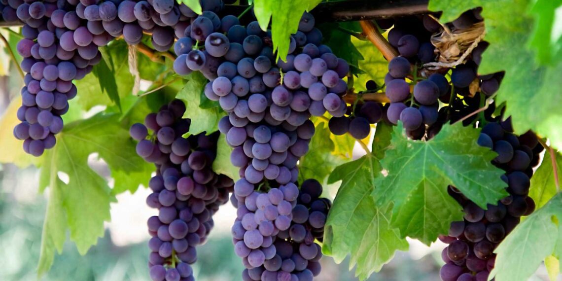 South Africa’s grape exports lead agricultural surge, contributing to a $1.4 billion trade surplus in Q1 2024. Photo: Supplied/Food For Mzansi