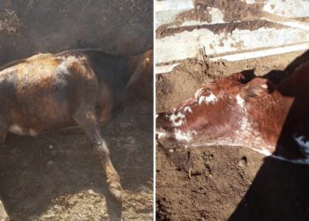 Severe cold, suspected pneumonia kill cattle in Free State