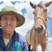 Prodigal farmer returns home to rebuild cattle herd