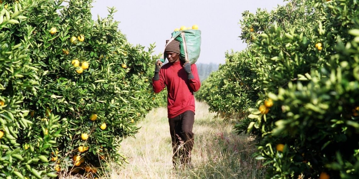The Mozambique Citrus Association (MCA) and CGA have signed a memorandum of understanding to boost the citrus sector. Photo: Supplied/Food For Mzansi