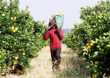 Mozambican citrus farmers join Citrus Growers Association