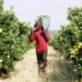Mozambican citrus farmers join Citrus Growers Association