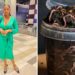 ‘Worm Mom’ turns waste into compost gold