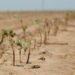 drought