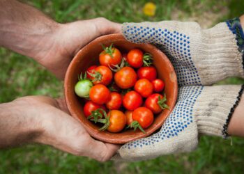 Calls to ensure food safety from farm to fork