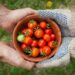 Calls to ensure food safety from farm to fork