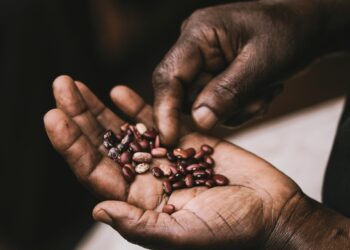 Sansor: Custodians of quality seed